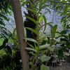 atis1812