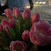 aya_homs1