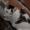 vivianaobando34