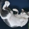 oreocaramellita