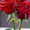 user4952704083204