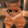 kucing_malay4