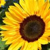 calmflower5
