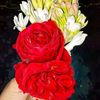 dilmaya273576937582