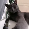 oscar_gray2