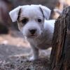 Stray dogs daily life 007