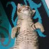tengku.rafina.fau