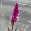 sryuto5
