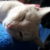 simbaynerea_0