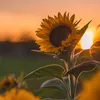 brandy_1079