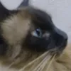gatotimes