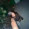 liz1_8