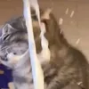 mr__.picles