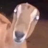 bitboksbatlscactusom