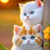 user450880116831