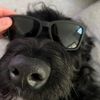 luna_petunia_and_more