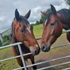 equestrian_star2