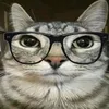 zazu_cattus