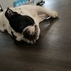 paisleythebulldog