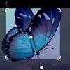 buterfliy_55