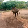 sanaullahbagial1