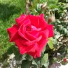 florasterpini1