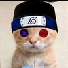 pp_kucing_ramahdhan