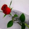 user8165187545537