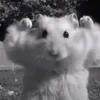 user0i0hfoxkhu