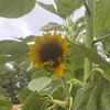 sunflowerstone