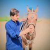 wattoo_00