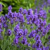 lavender728_