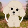 toy.poodle.bella