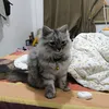 _grey14