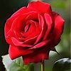 sri_risywan