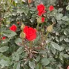 xoshnaw3603