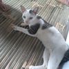 lukmanhakim1611z