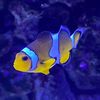 acquarioso