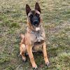 belgianmalinoistora