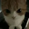 tintinggy