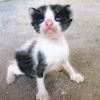 mr._gato3