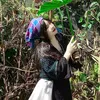 fb.duongthuylinh