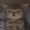 boo_6011