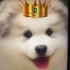 Cute animals