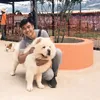 Lulupet phụ kiện thú cưng