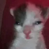 hfkdhsvsh2