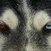 husky5627