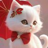 abid.hussain44332