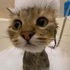 mandalinlicat