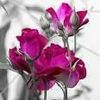 md.ekbal.hossen65